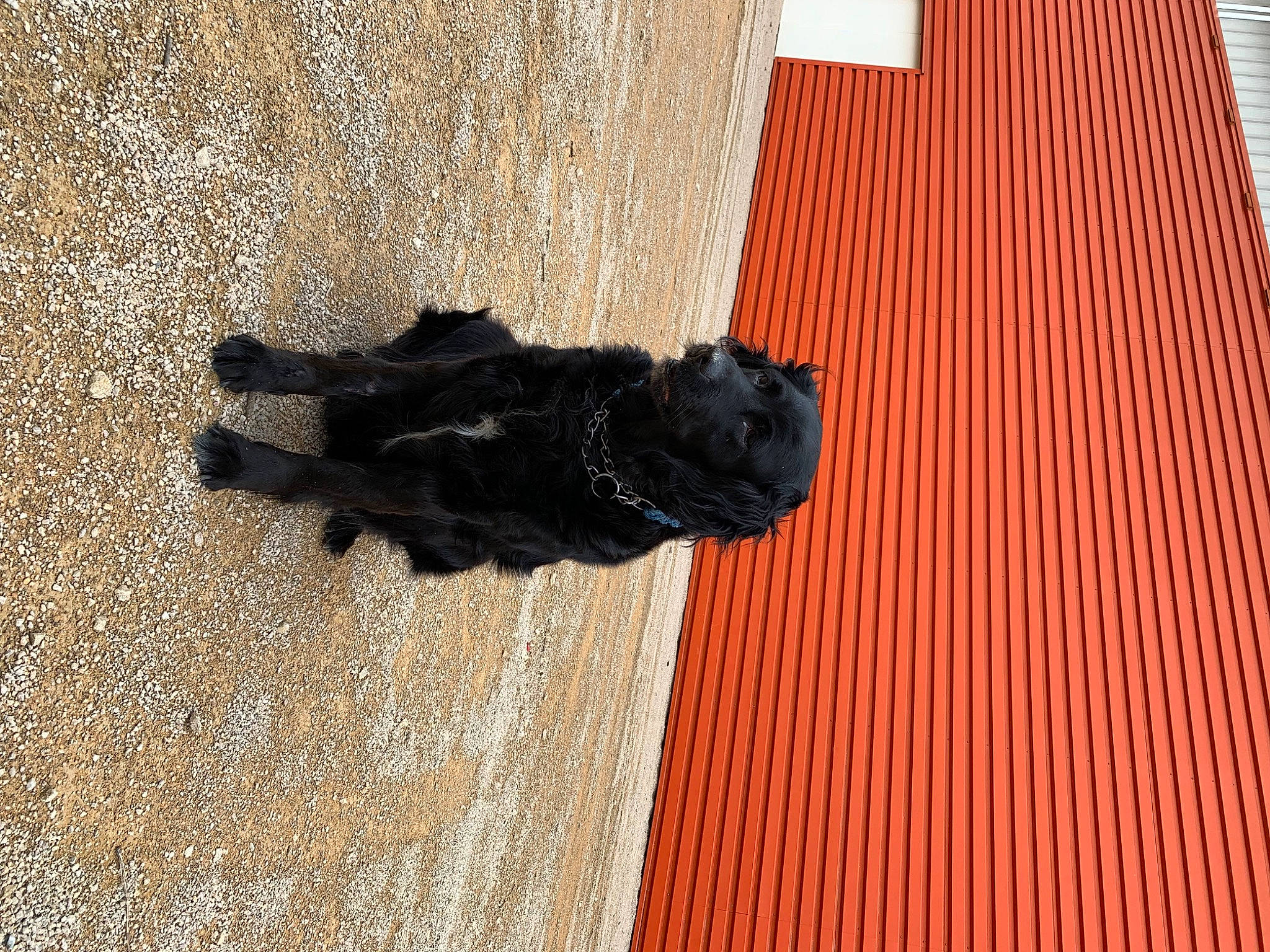 Iris participe au concours pour gagner de l'argent avec cette photo : art, brick, carmine, dog, facade, flooring, glove, hardwood, metal, pattern, sculpture, shadow, soil, sporting_group, statue, tail, tints_and_shades, water, wood, wood_stain