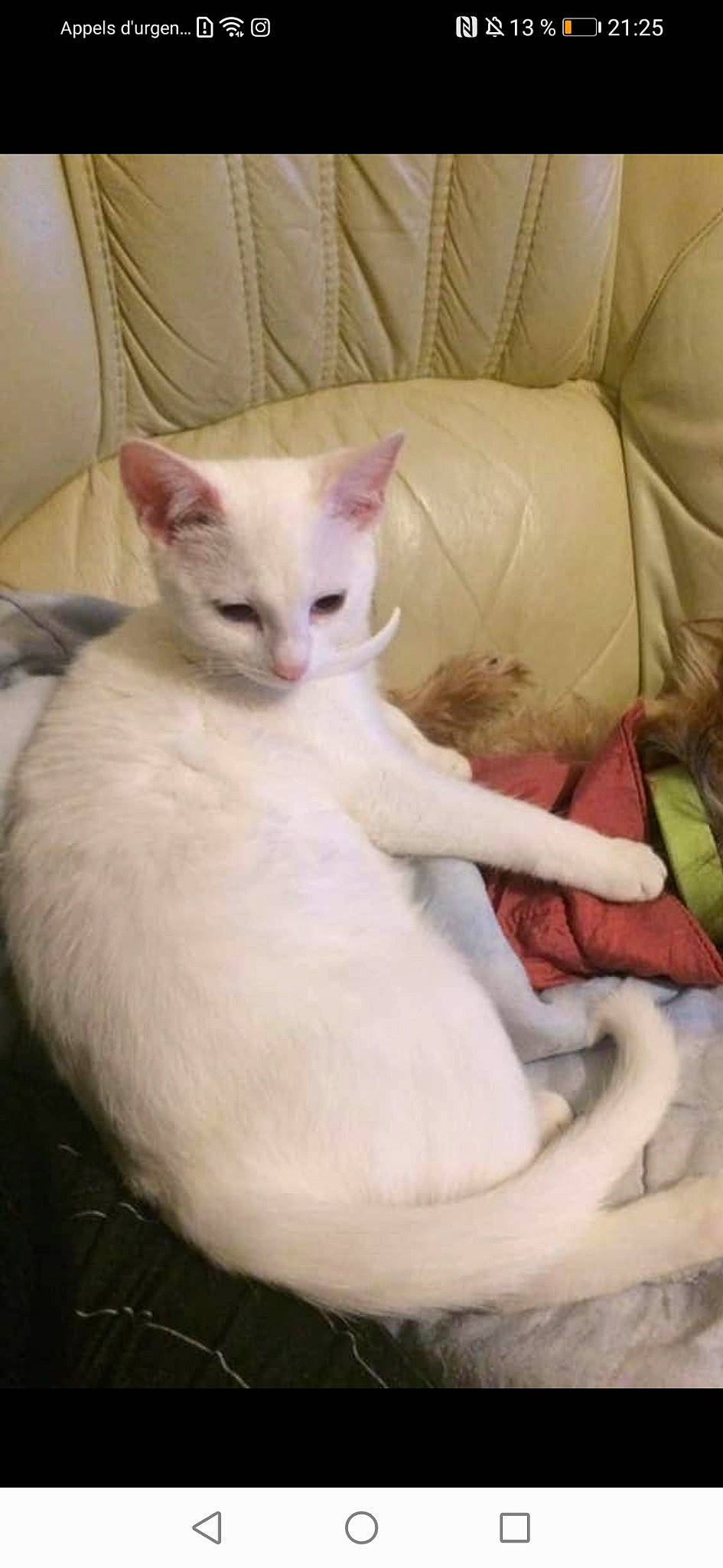 Neige participe au concours pour gagner de l'argent avec cette photo : asian, burmilla, carnivore, cat, colorpoint_shorthair, cornish_rex, domestic_short_haired_cat, felidae, german_rex, javanese, khao_manee, kitten, mammal, oriental_longhair, small_to_medium_sized_cats, tail, turkish_angora, turkish_van, vertebrate, whiskers