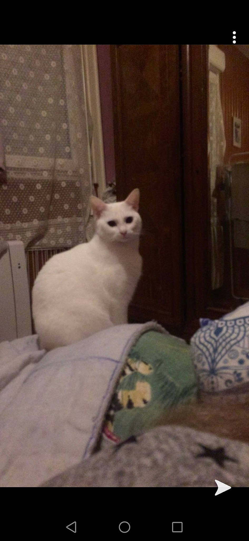 Neige participe au concours pour gagner de l'argent avec cette photo : asian, burmilla, carnivore, cat, colorpoint_shorthair, domestic_short_haired_cat, fawn, felidae, khao_manee, kitten, mammal, ragdoll, small_to_medium_sized_cats, turkish_angora, turkish_van, whiskers