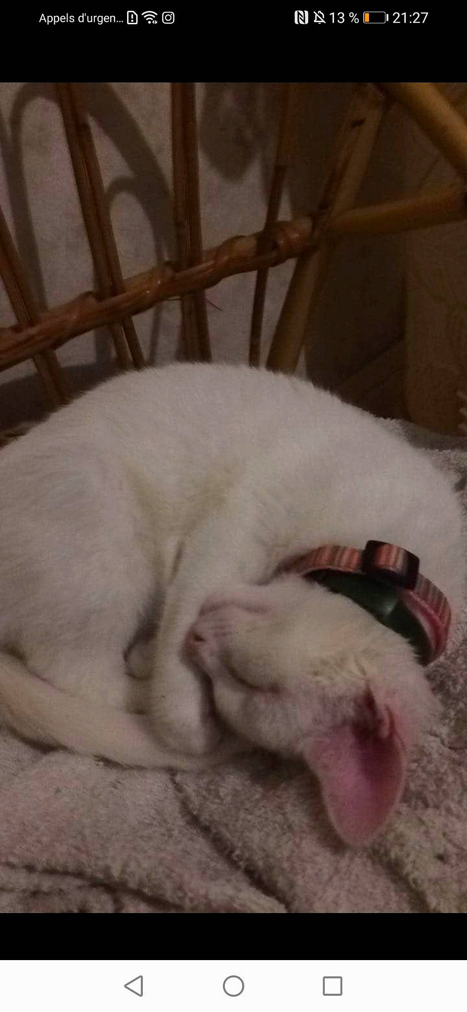 Neige a rejoint le concours — aidez-le/la à gagner de superbes lots ! canidae, carnivore, cat, dog_breed, fawn, felidae, fur, kitten, nap, nose, paw, puppy, sleep, small_to_medium_sized_cats, tail