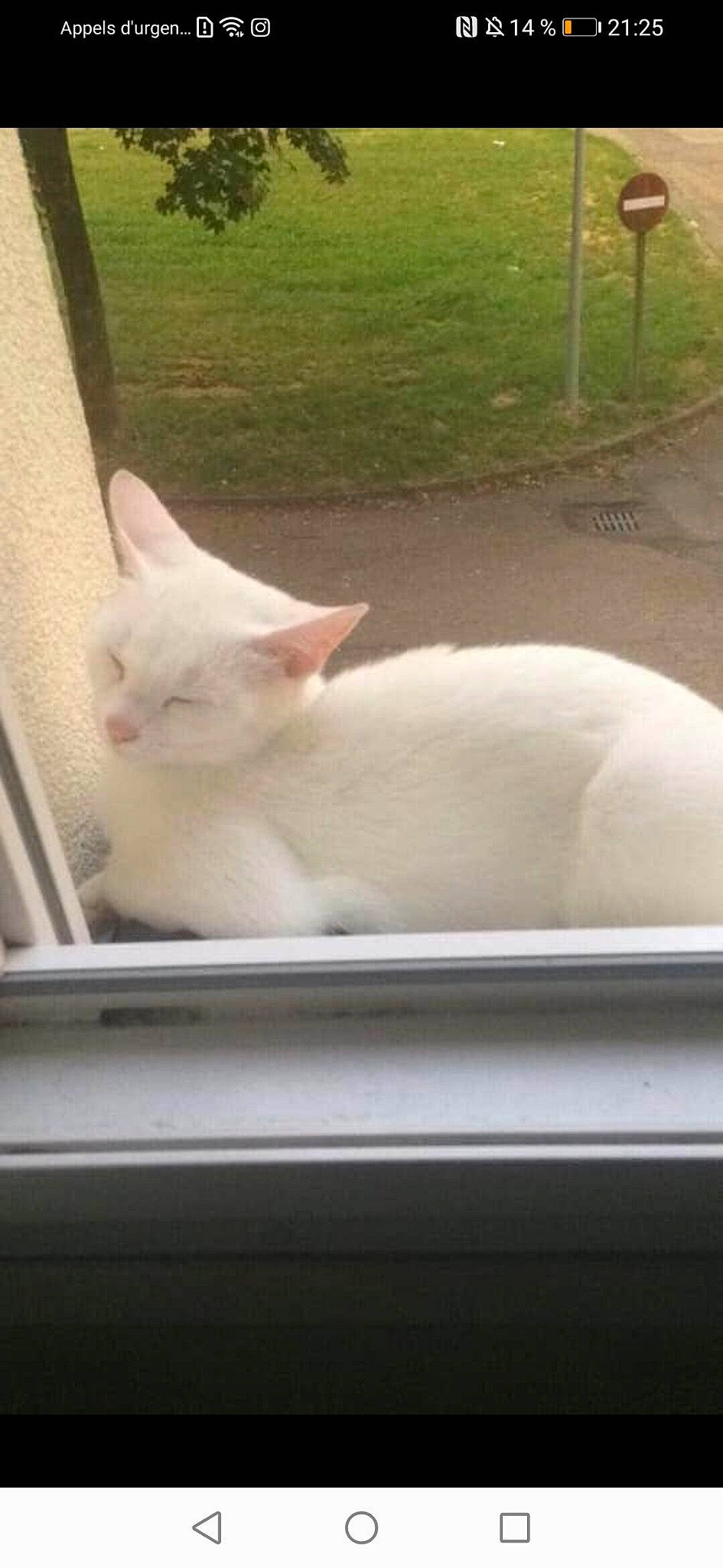 Neige a rejoint le concours — aidez-le/la à gagner de superbes lots ! asian, burmilla, carnivore, cat, colorpoint_shorthair, fawn, felidae, khao_manee, kitten, nose, small_to_medium_sized_cats, tail, turkish_angora, turkish_van, whiskers, white