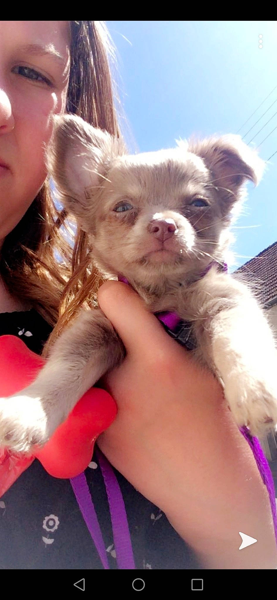 Perle a rejoint le concours — aidez-le/la à gagner de superbes lots ! canidae, carnivore, chihuahua, companion_dog, dog, dog_breed, ear, fawn, liver, mammal, puppy, puppy_love, skin, snout, sporting_group, toy_dog