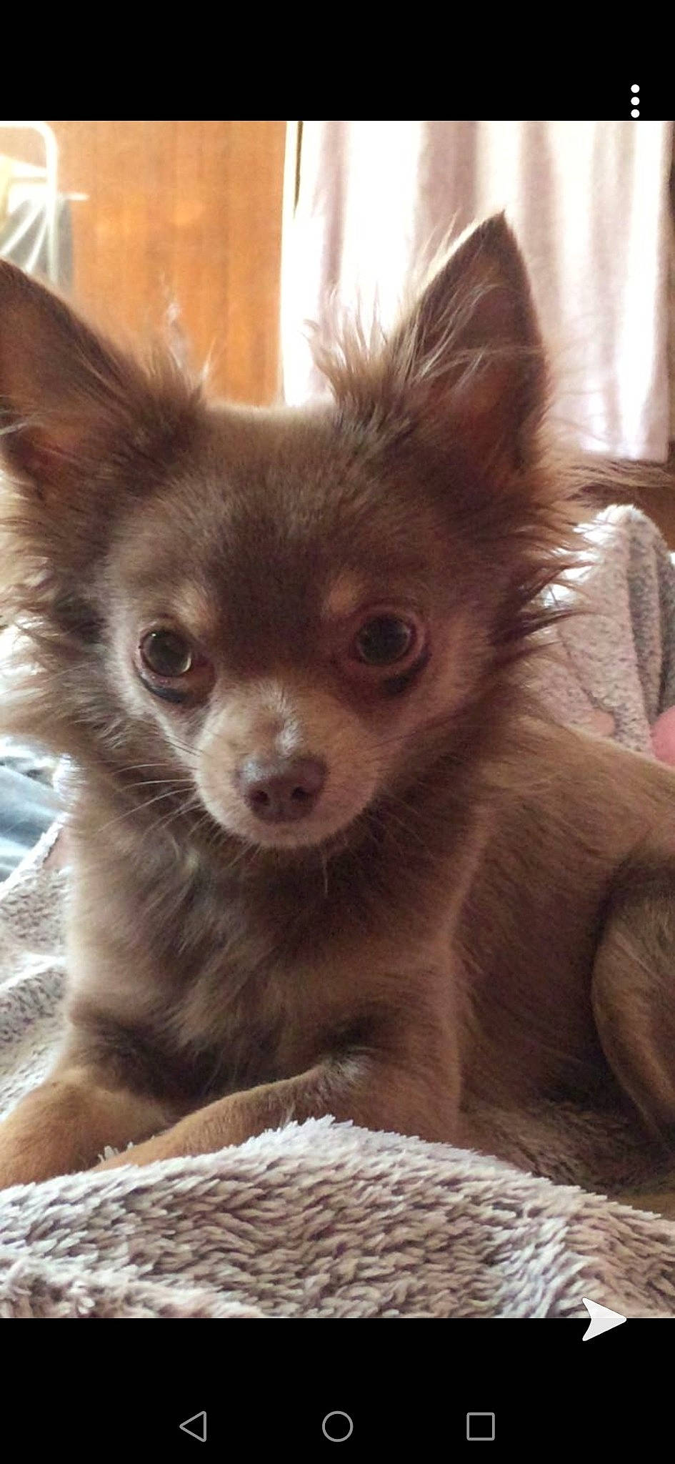 Perle a rejoint le concours — aidez-le/la à gagner de superbes lots ! canidae, carnivore, chihuahua, companion_dog, dog, dog_breed, fawn, mammal, pomeranian, puppy, russkiy_toy, snout, toy_dog, vertebrate, whiskers