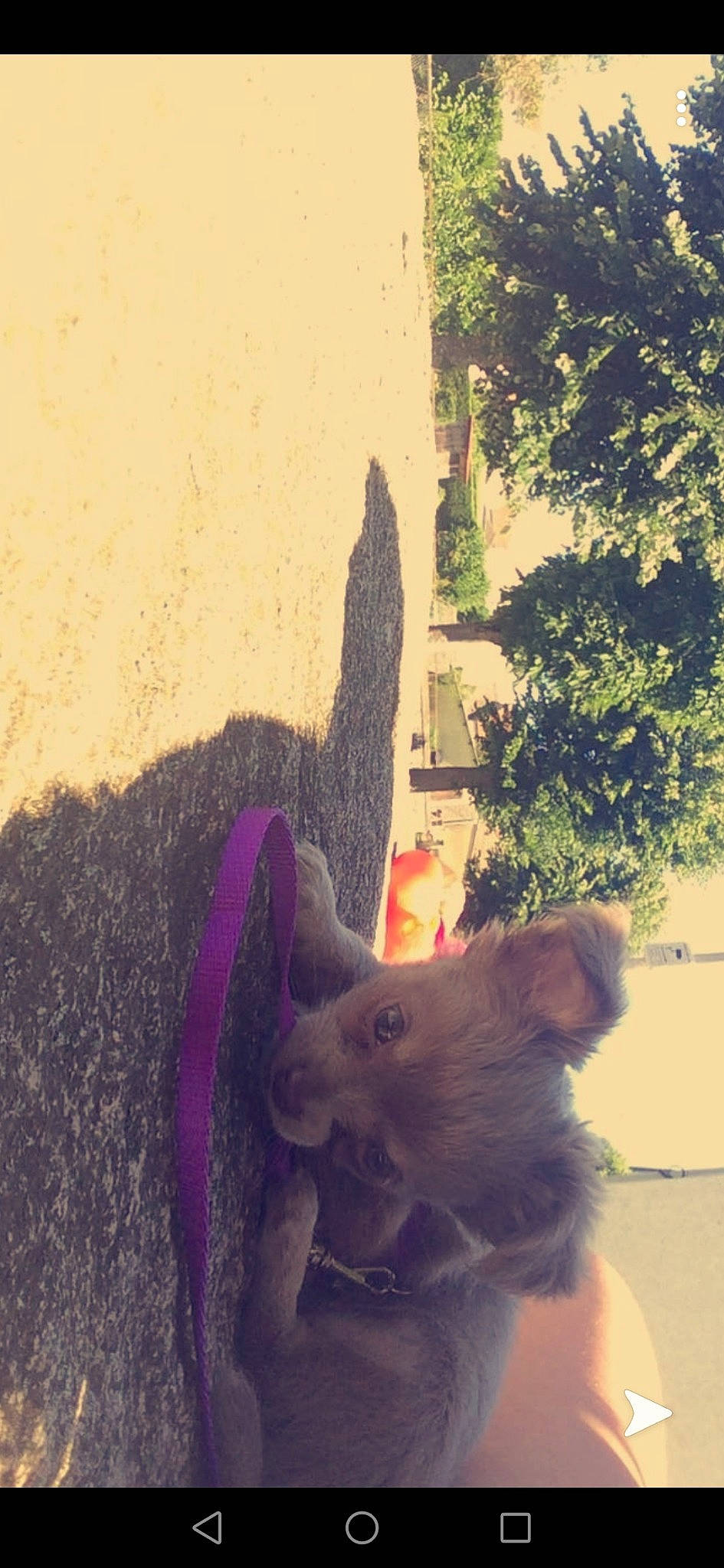 Perle a rejoint le concours — aidez-le/la à gagner de superbes lots ! cat, ear, fawn, tail