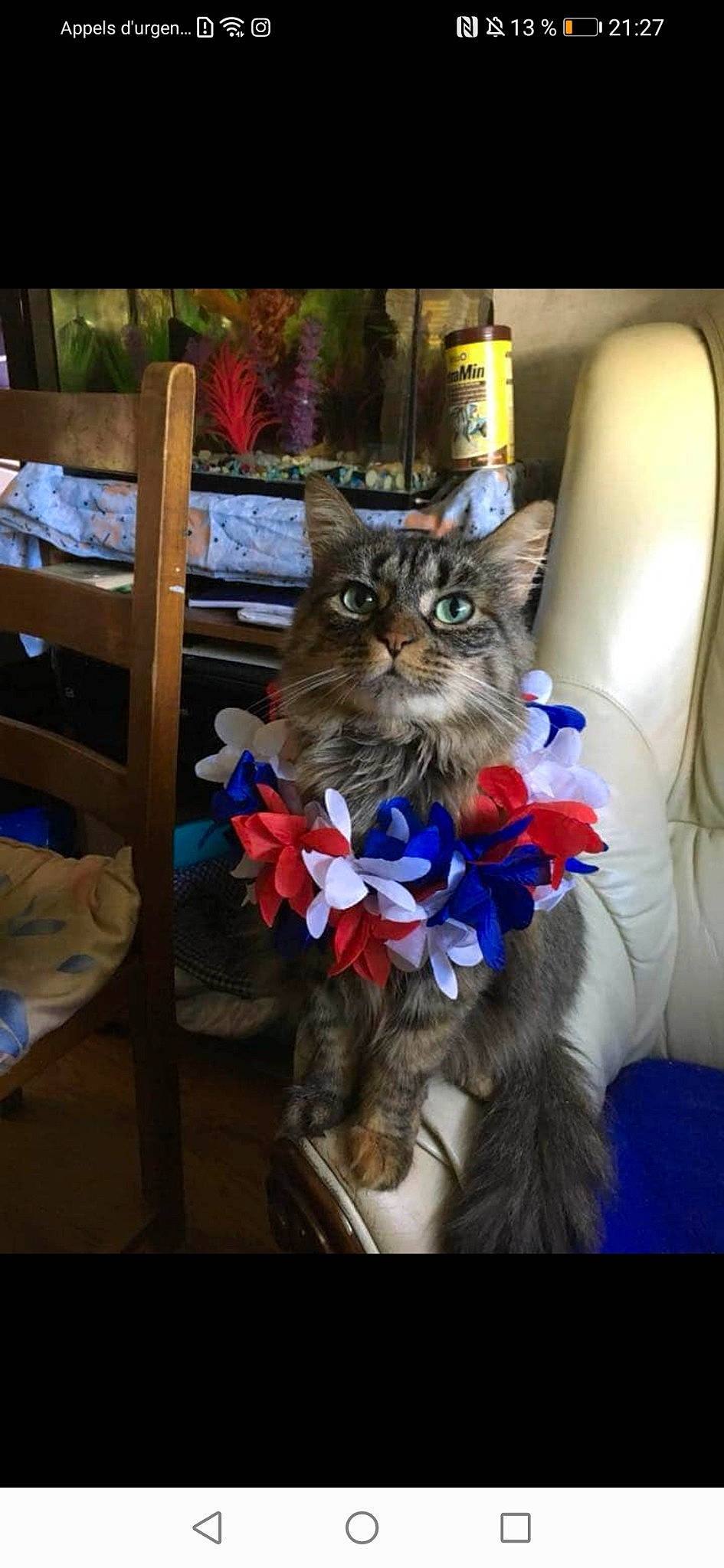 Princesses participe au concours pour gagner de l'argent avec cette photo : american_curl, asian, carnivore, cat, domestic_long_haired_cat, european_shorthair, felidae, kitten, maine_coon, norwegian_forest_cat, pixie_bob, polydactyl_cat, siberian, small_to_medium_sized_cats, tabby_cat, whiskers