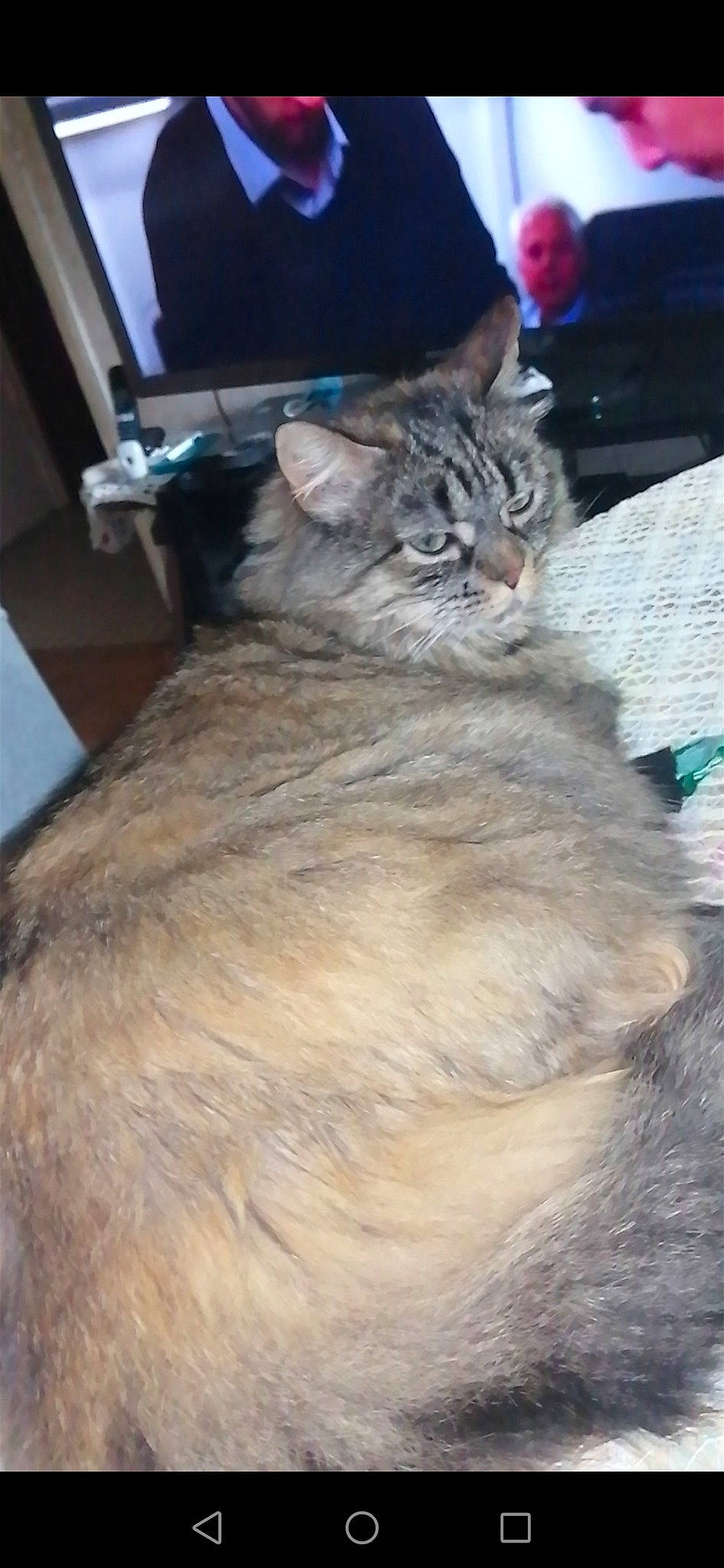 Princesses participe au concours pour gagner de l'argent avec cette photo : aegean_cat, asian, asian_semi_longhair, carnivore, cat, domestic_long_haired_cat, domestic_short_haired_cat, dragon_li, european_shorthair, fawn, felidae, fur, kitten, mammal, pixie_bob, siberian, small_to_medium_sized_cats, tabby_cat, whiskers