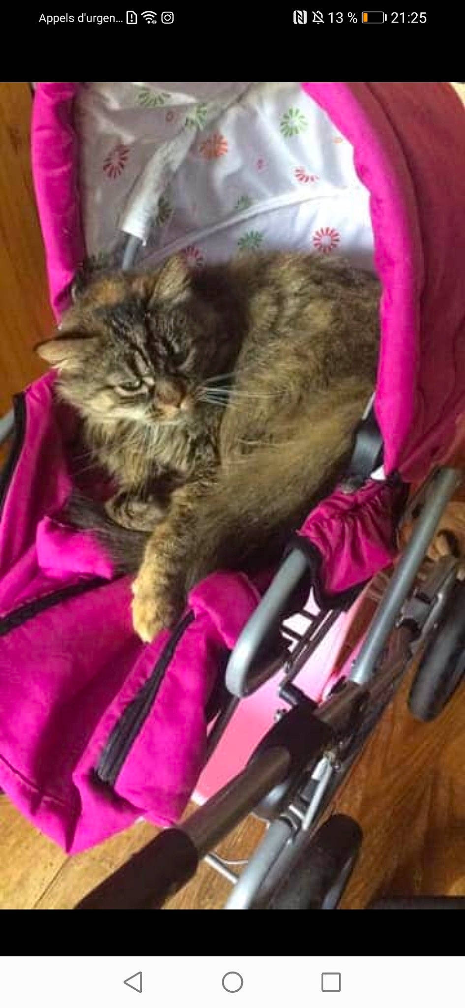 Princesses participe au concours pour gagner de l'argent avec cette photo : carnivore, cat, felidae, fur, kitten, magenta, small_to_medium_sized_cats