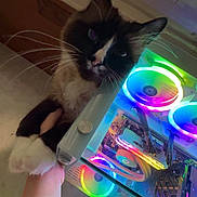 Kiwi a rejoint le concours — aidez-le/la à gagner de superbes lots ! cat, pet, hand, rgb_lighting, gaming_pc, computer, electronics, indoor, feline, fur, whiskers, technology, colorful, glass_panel, hardware, mouse, cable, light, owner, interaction