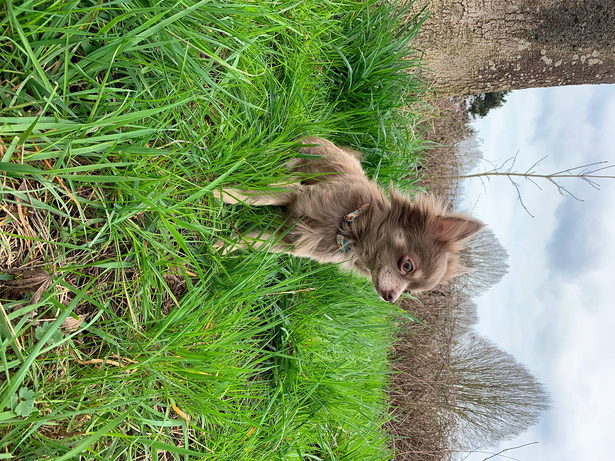Perle participe au concours pour gagner de l'argent avec cette photo : carnivore, cat, domestic_short_haired_cat, fawn, felidae, fur, grass, groundcover, herb, plant, small_to_medium_sized_cats, snout, sporting_group, tail, terrestrial_animal, tree, trunk, water, whiskers, wildlife