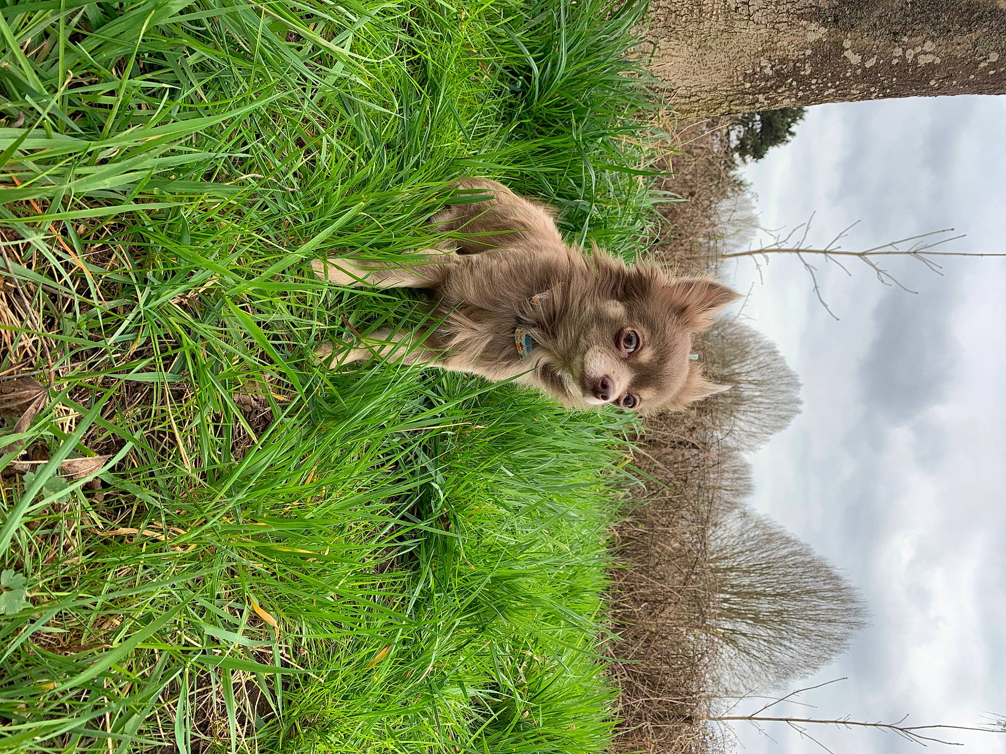 Perle a rejoint le concours — aidez-le/la à gagner de superbes lots ! big_cats, carnivore, cat, cloud, fawn, felidae, grass, groundcover, lynx, plant, sky, small_to_medium_sized_cats, snout, tail, terrestrial_animal, tree, trunk, twig, water, whiskers