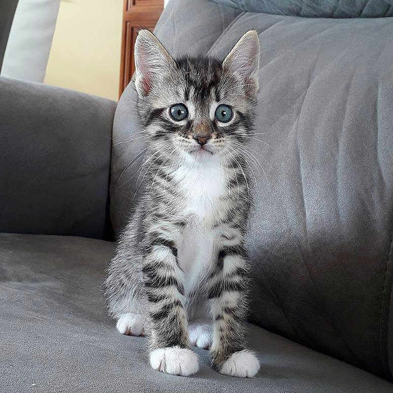 Oliver a rejoint le concours — aidez-le/la à gagner de superbes lots ! aegean_cat, american_shorthair, american_wirehair, carnivoran, cat, cat_like_mammal, domestic_short_haired_cat, dragon_li, european_shorthair, fur, kitten, mammal, pixie_bob, small_to_medium_sized_cats, tabby_cat, whiskers