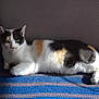 cat, calico, pet, animal, feline, indoor, resting, striped_blanket, blue_blanket, cozy, relaxed, laying_down, fur, whiskers, ears, green_eyes, shadow, couch, home, natural_light