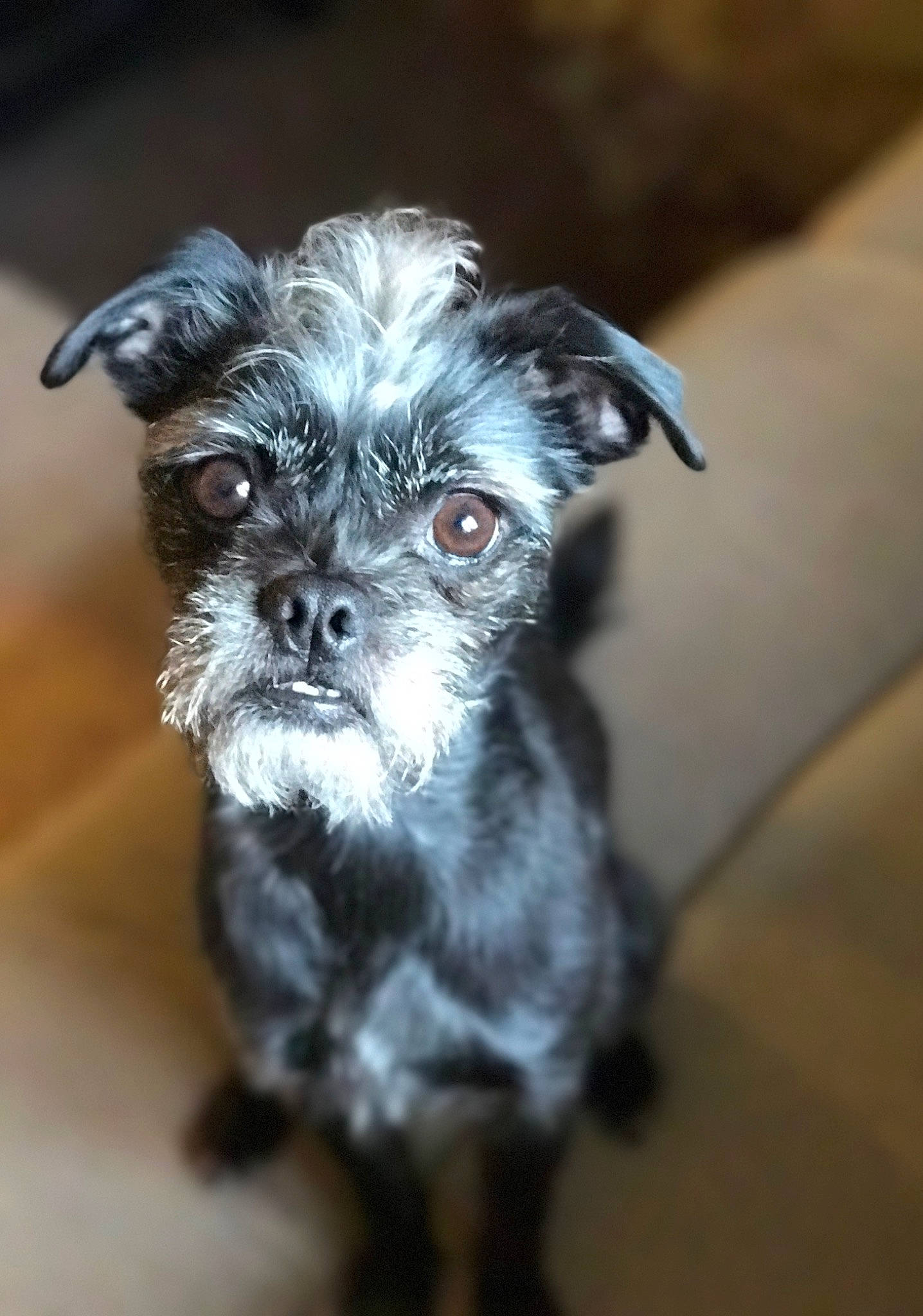 Charlie is registered to the contest to win money with this photo: canidae, carnivore, companion_dog, dog, dog_breed, ear, eye, fur, liver, non_sporting_group, puppy, schnauzer, small_terrier, snout, sporting_group, terrestrial_animal, terrier, toy_dog, whiskers, working_animal