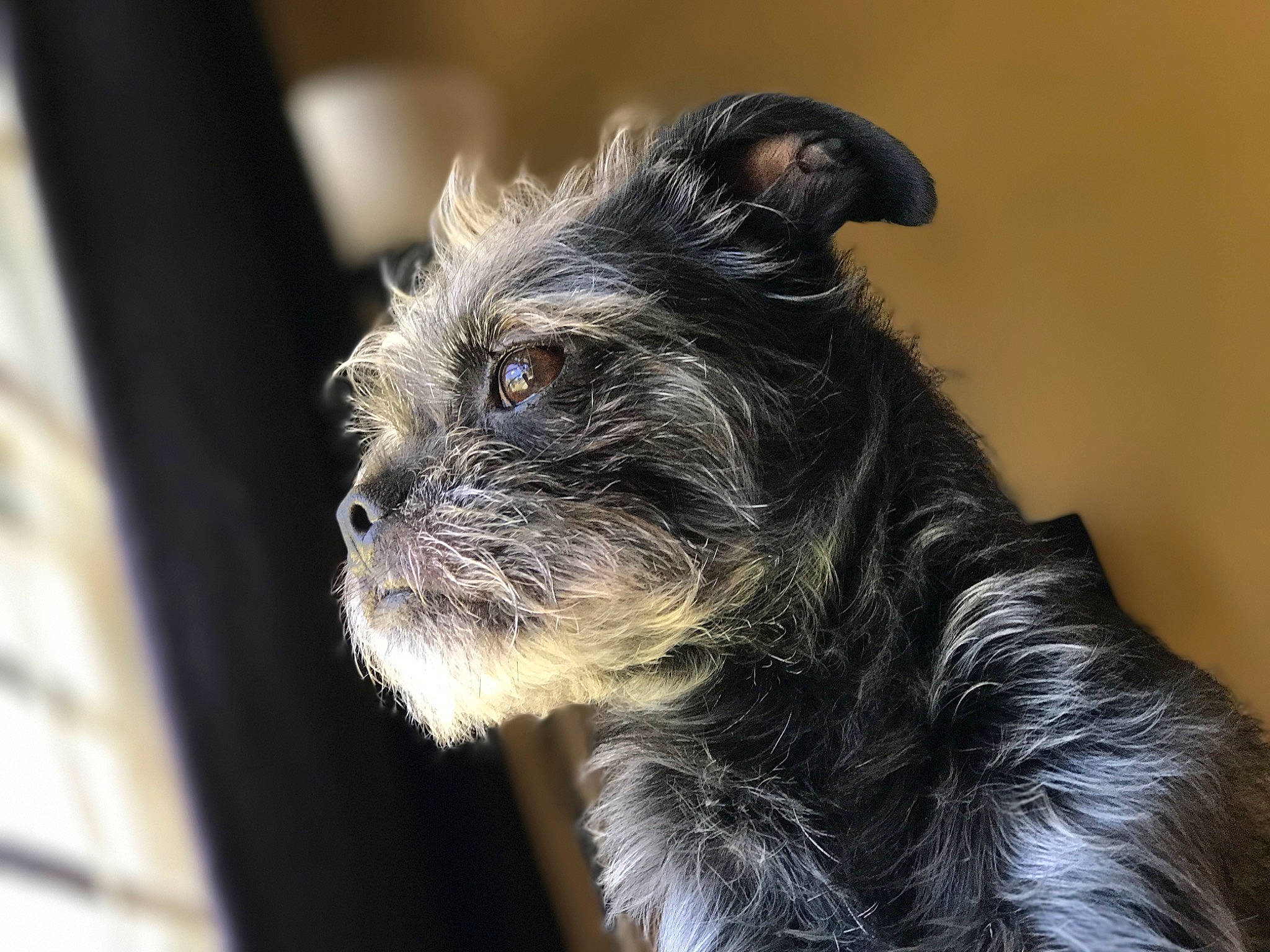 Charlie is registered to the contest to win money with this photo: biewer_terrier, canidae, carnivore, companion_dog, dog, dog_breed, ear, fur, liver, maltepoo, non_sporting_group, puppy, small_terrier, sporting_group, terrestrial_animal, terrier, toy_dog, whiskers, working_animal, yorkipoo