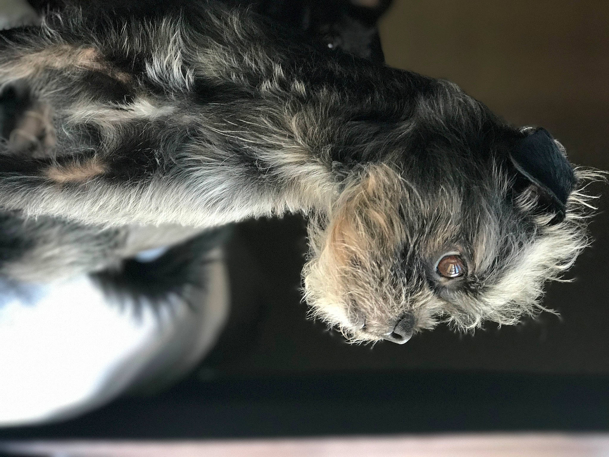 Charlie is registered to the contest to win money with this photo: canidae, cat, claw, close_up, dog_breed, domestic_short_haired_cat, ear, felidae, fur, macro_photography, mammal, paw, plant, small_to_medium_sized_cats, snout, sporting_group, tail, vertebrate, whiskers, wing