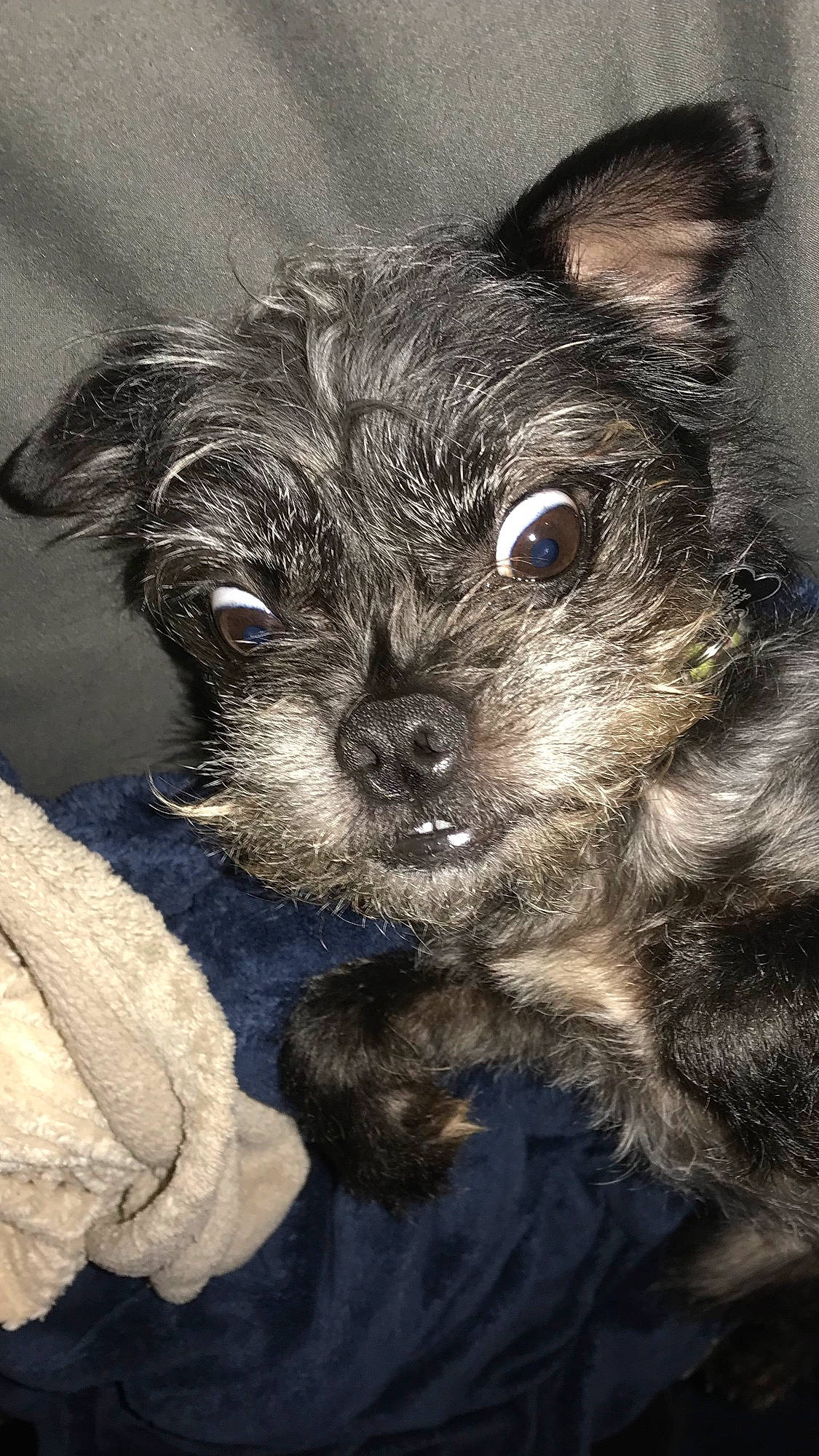 Charlie is registered to the contest to win money with this photo: canidae, carnivore, companion_dog, darkness, dog, dog_breed, ear, fawn, fur, liver, non_sporting_group, small_terrier, snout, sporting_group, terrestrial_animal, toy_dog, whiskers, working_animal