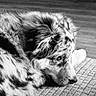 dog, puppy, resting, lying_down, close_up, spotty_coat, fur, portrait, black_and_white, indoor, floor, texture, calm, thoughtful, animal, pet, cute, side_view, canine, young