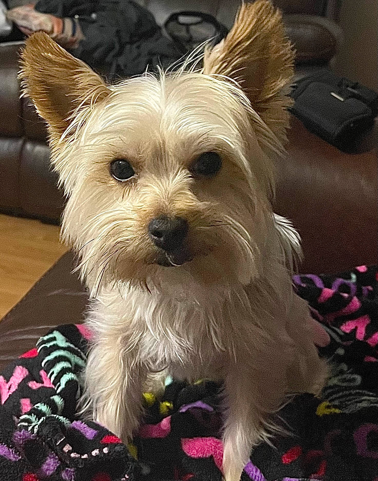 Chico is registered to the contest to win money with this photo: australian_terrier, biewer_terrier, canidae, carnivore, companion_dog, dog, dog_breed, dog_supply, fur, holiday, small_terrier, snout, sporting_group, terrier, toy_dog, working_animal