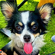 Alix participe au concours pour gagner de l'argent avec cette photo : dog, small_dog, tongue_out, ears, black_and_white_fur, brown_eyes, close_up, pet, outdoor, grass, playful, cute, fluffy, animal, canine, happy, portrait, nature, summer, tongue