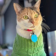 Cali is registered to the contest to win money with this photo: animal, background_blur, bell, cat, closeup, collar, cute, domestic_cat, feline, fur, green_eyes, green_sweater, indoor, knitted_sweater, looking_away, pet, portrait, soft_light, tags, whiskers