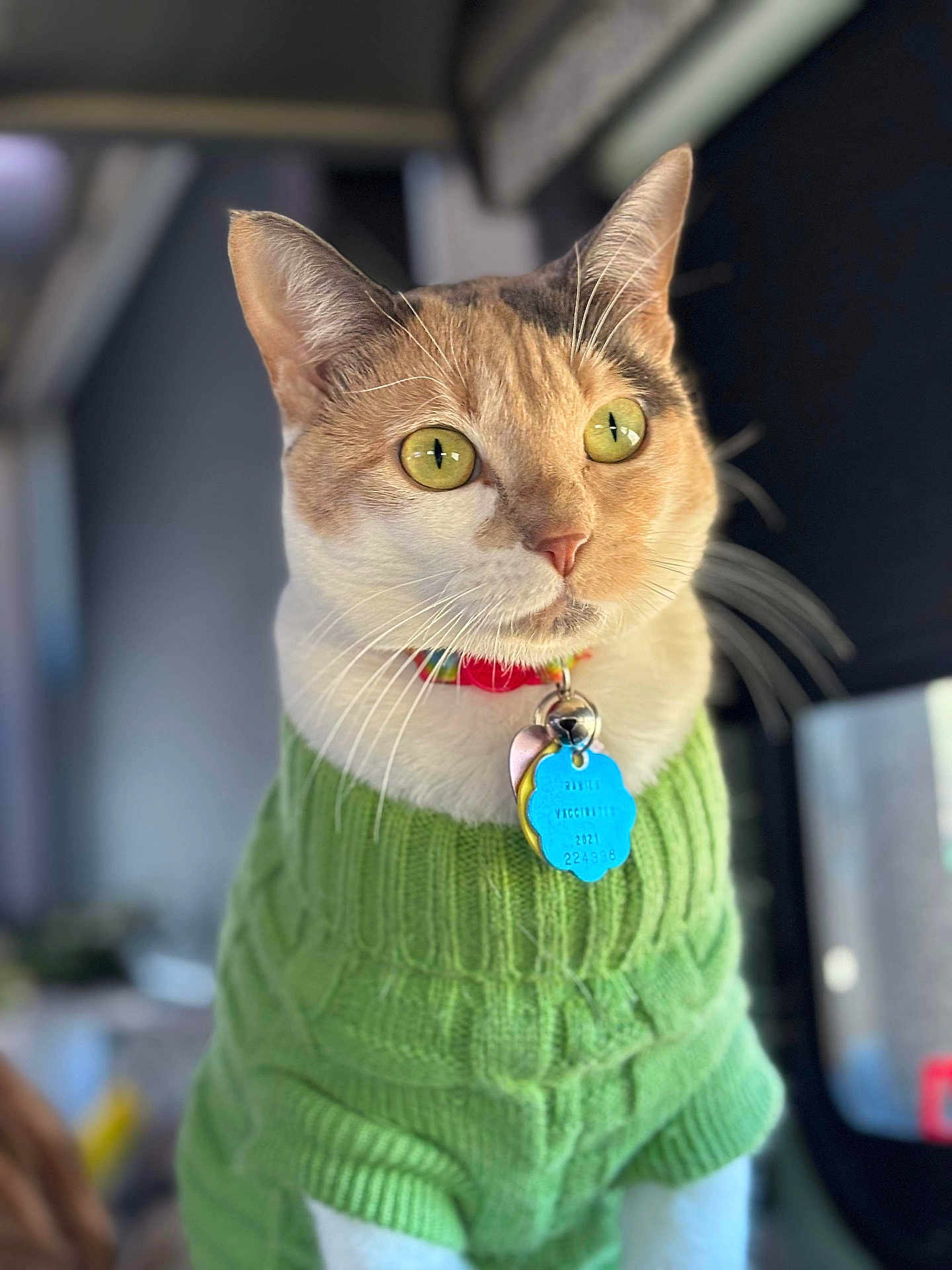 Cali