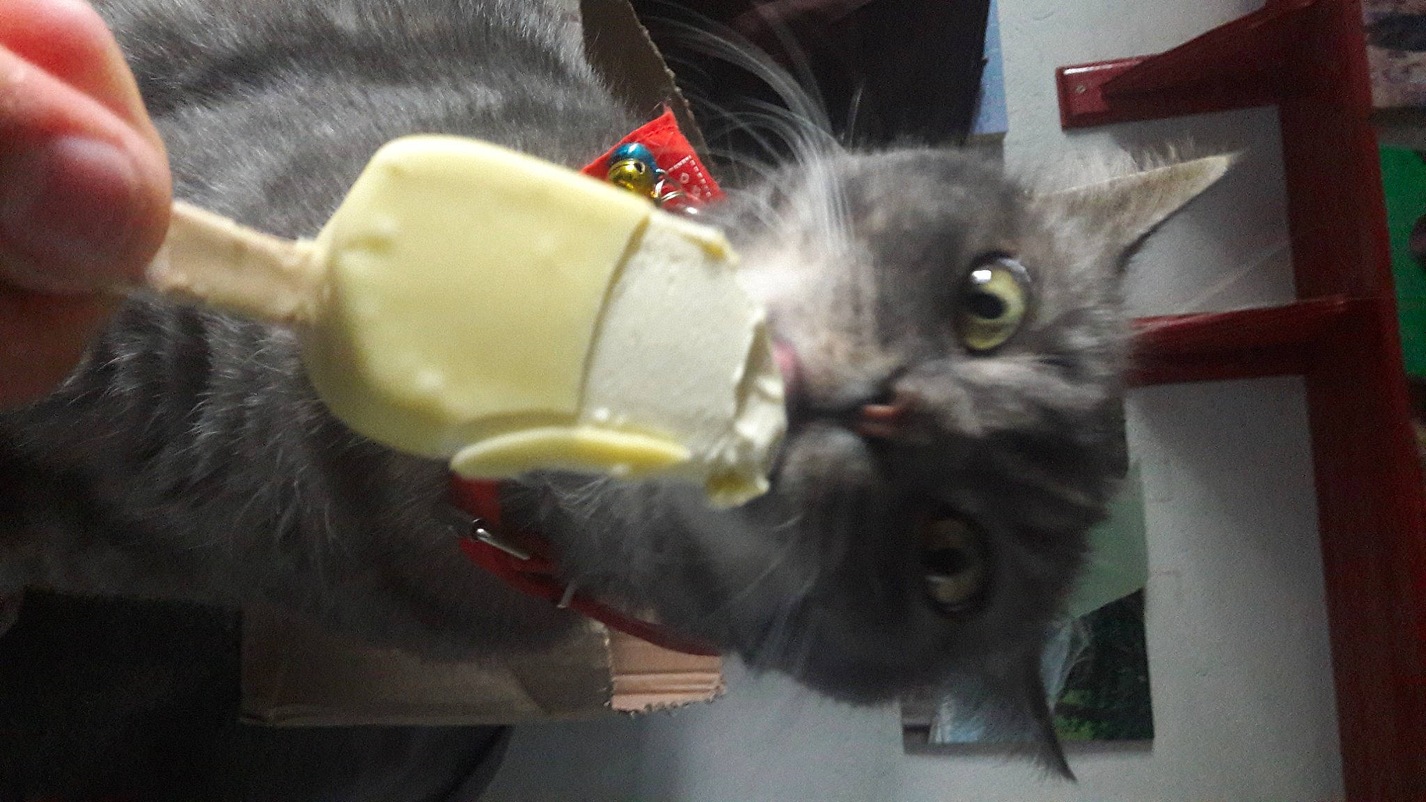 Jappeloup a rejoint le concours — aidez-le/la à gagner de superbes lots ! black_cat, carnivore, cat, cat_supply, cat_toy, claw, collar, domestic_short_haired_cat, fashion_accessory, fawn, felidae, fur, paw, small_to_medium_sized_cats, snout, stuffed_toy, tail, toy, whiskers