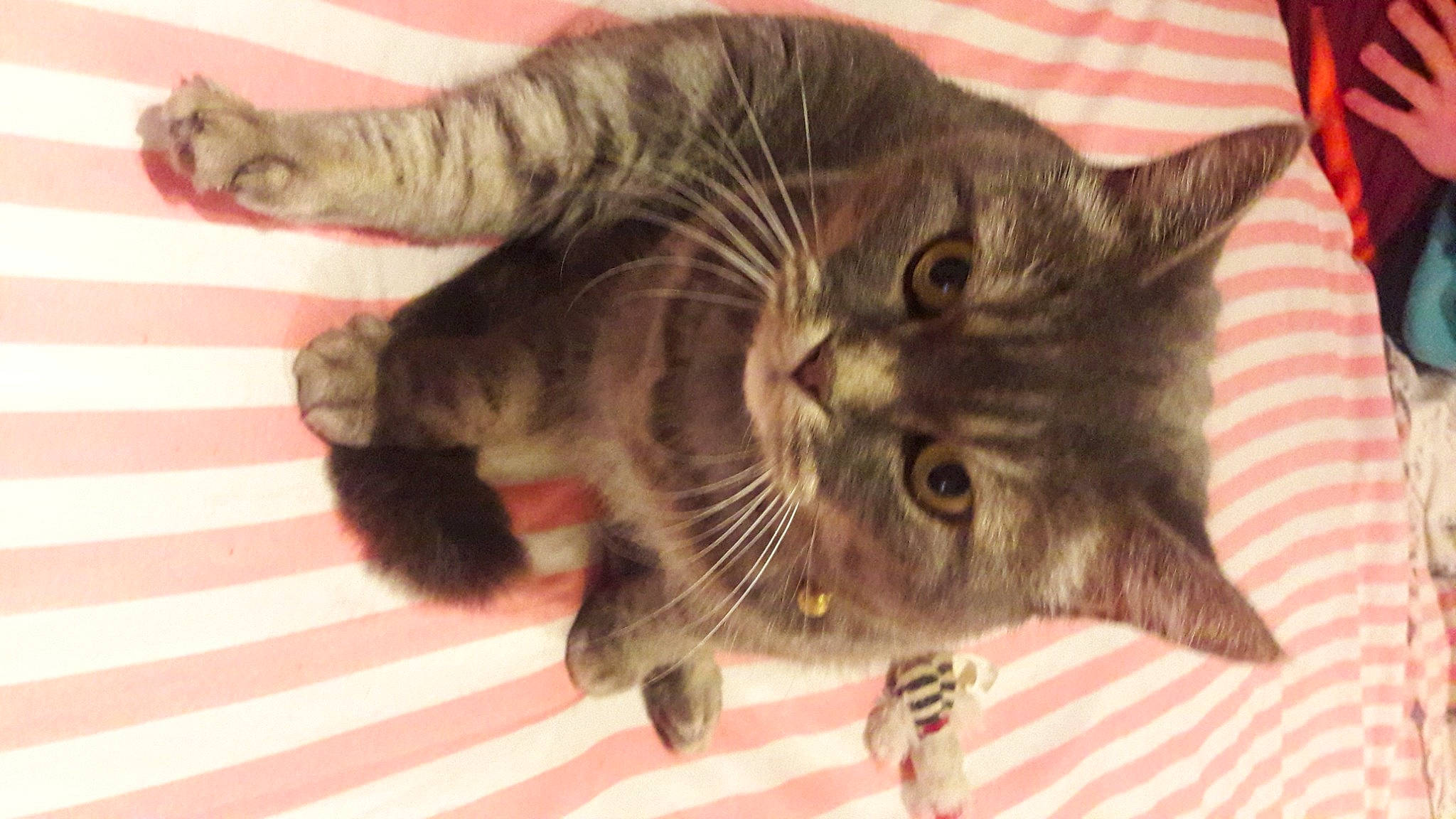 Jappeloup participe au concours pour gagner de l'argent avec cette photo : carnivore, cat, claw, domestic_short_haired_cat, eye, felidae, fur, gesture, paw, small_to_medium_sized_cats, snout, tail, terrestrial_animal, whiskers