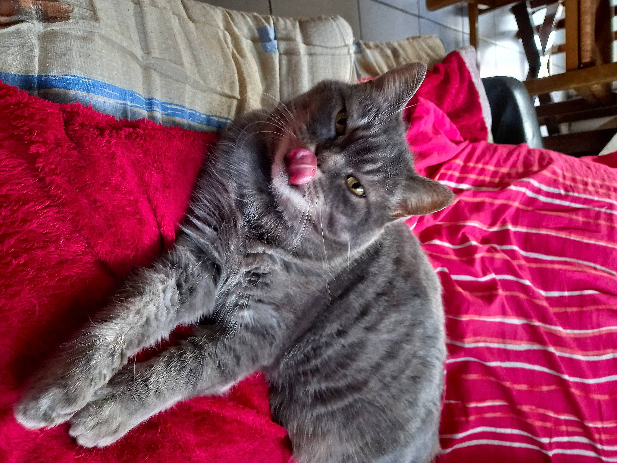 Jappeloup participe au concours pour gagner de l'argent avec cette photo : carnivore, cat, claw, comfort, couch, domestic_short_haired_cat, felidae, fur, grey, linens, pattern, paw, pillow, small_to_medium_sized_cats, snout, tail, textile, whiskers