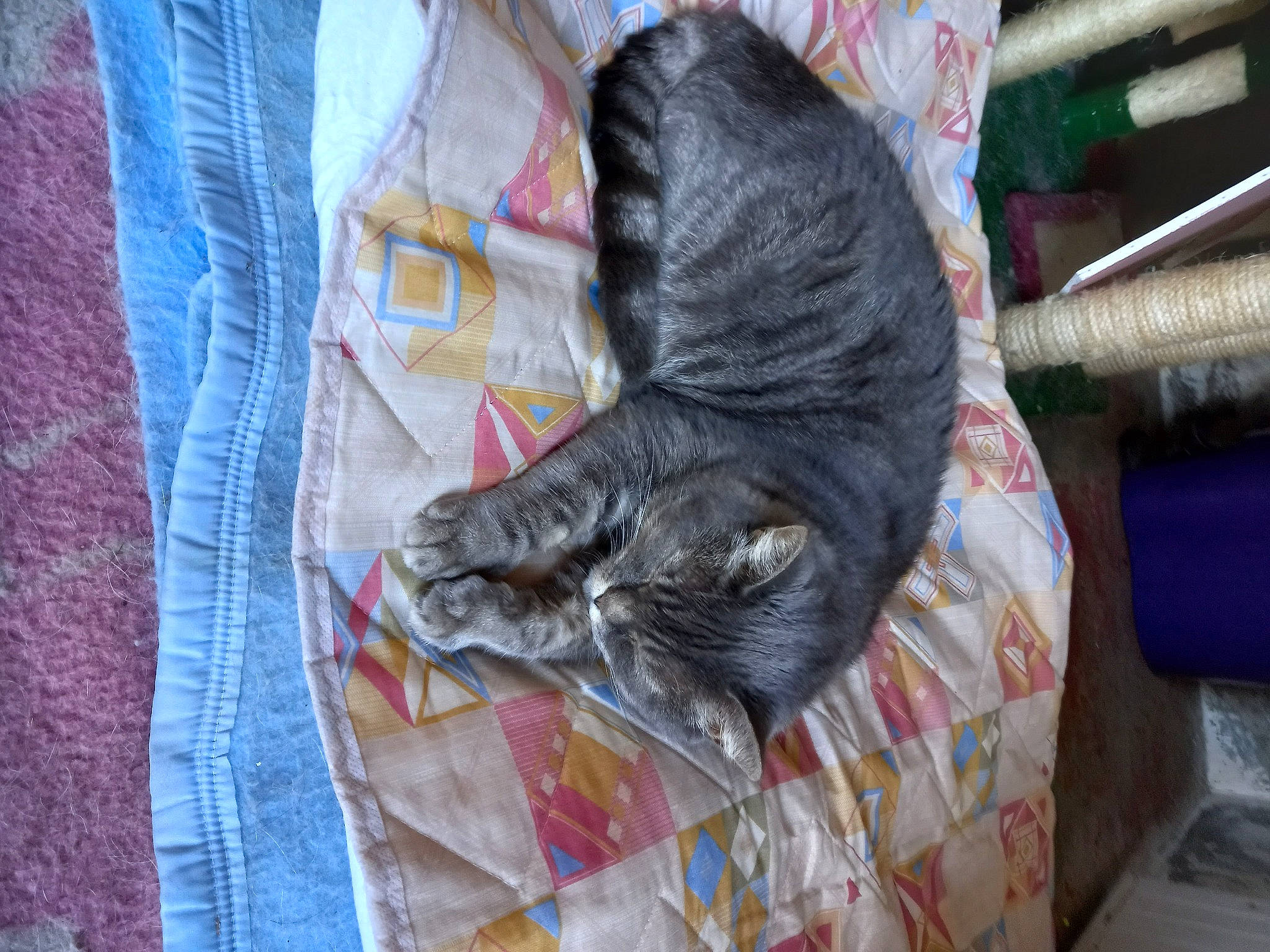 Jappeloup a rejoint le concours — aidez-le/la à gagner de superbes lots ! black_cat, carnivore, cat, claw, comfort, denim, domestic_short_haired_cat, electric_blue, felidae, fur, grey, linens, nap, pattern, plaid, small_to_medium_sized_cats, tail, textile, whiskers, wood