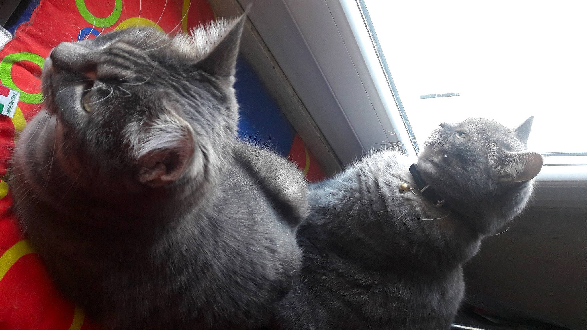 Jappeloup a rejoint le concours — aidez-le/la à gagner de superbes lots ! carnivore, cat, claw, comfort, domestic_short_haired_cat, eye, felidae, fur, grey, mammal, paw, plant, russian_blue, small_to_medium_sized_cats, snout, tail, terrestrial_animal, vertebrate, whiskers, window