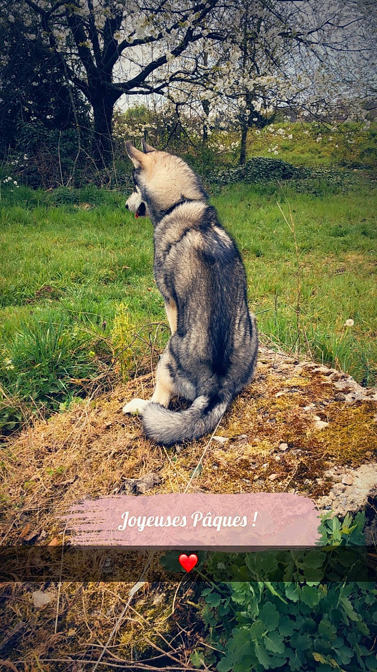 Hunter a rejoint le concours — aidez-le/la à gagner de superbes lots ! adaptation, fur, grass_family, groundcover, kangaroo, koala, macropodidae, marsupial, national_park, pasture, paw, snout, tail, terrestrial_animal, wallaby, wildlife