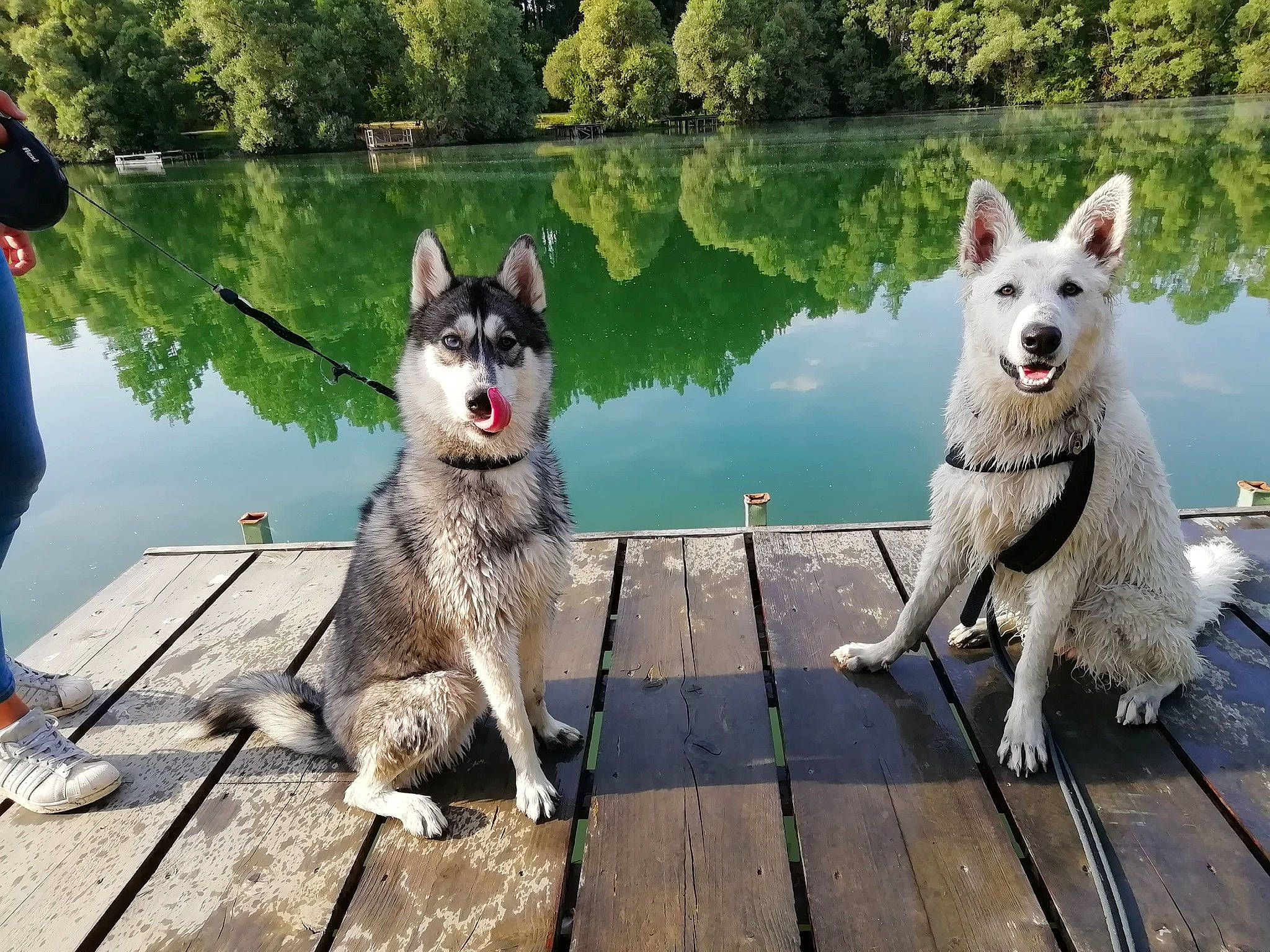 Hunter a rejoint le concours — aidez-le/la à gagner de superbes lots ! ancient_dog_breeds, canidae, canis, carnivore, collar, companion_dog, dog, dog_breed, dog_collar, human, lake, leash, northern_inuit_dog, pet_supply, rare_breed_dog, sandal, sled_dog, sporting_group, working_animal, working_dog