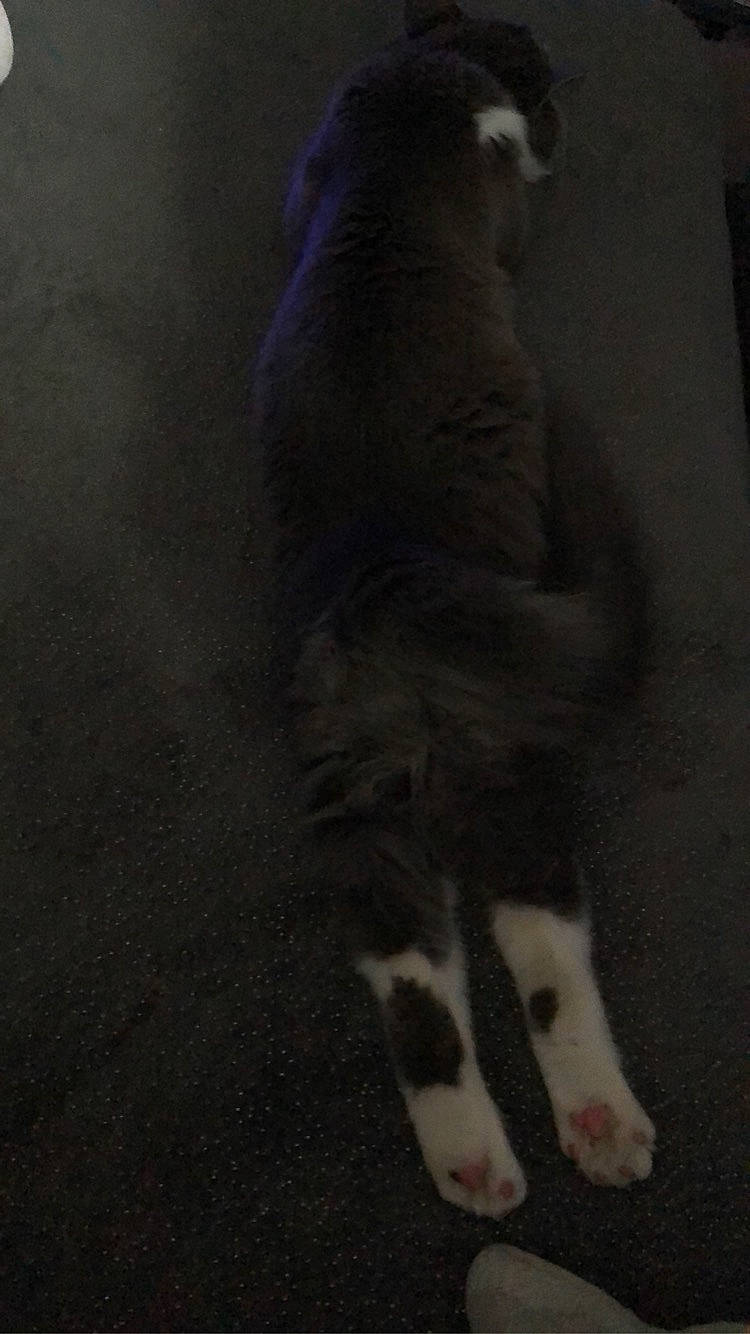 Clochette participe au concours pour gagner de l'argent avec cette photo : border_collie, canidae, carnivore, cat, dog, dog_breed, mammal, puppy, sporting_group, tail, vertebrate, whiskers