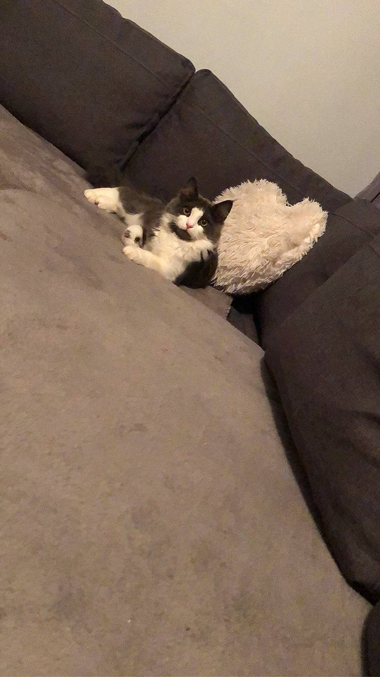 Clochette a rejoint le concours — aidez-le/la à gagner de superbes lots ! carnivore, cat, felidae, floor, flooring, fur, kitten, small_to_medium_sized_cats, tail, whiskers