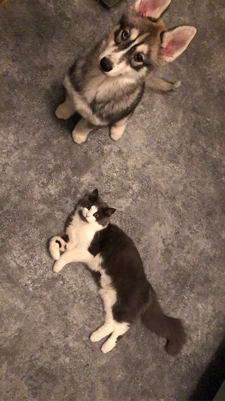 Clochette participe au concours pour gagner de l'argent avec cette photo : alaskan_klee_kai, alaskan_malamute, canidae, carnivore, cat, dog, dog_breed, domestic_short_haired_cat, felidae, kitten, mammal, nose, paw, puppy, siberian_husky, small_to_medium_sized_cats, snout, tail, vertebrate, whiskers