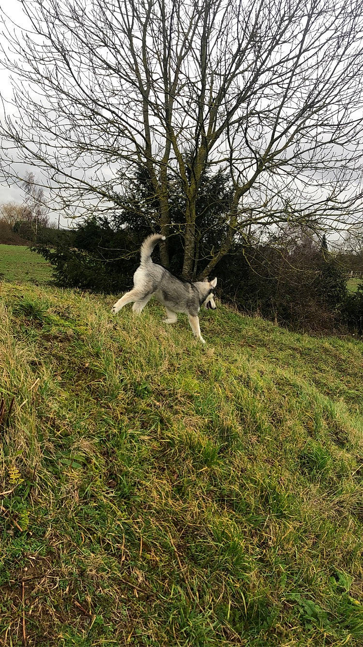 Hunter participe au concours pour gagner de l'argent avec cette photo : canidae, carnivore, dog, dog_breed, grass, hunting_dog, lurcher, mammal, pasture, saluki, tail, tree, west_siberian_laika, whippet, wolfdog
