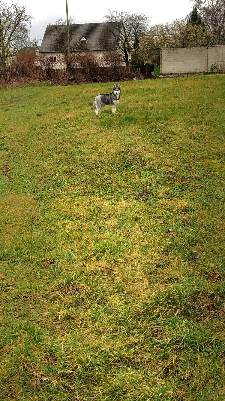 Hunter participe au concours pour gagner de l'argent avec cette photo : backyard, canidae, dog, dog_breed, garden, grass, grass_family, grassland, house, land_lot, lawn, meadow, pasture, plant, shrub, sporting_group, yard