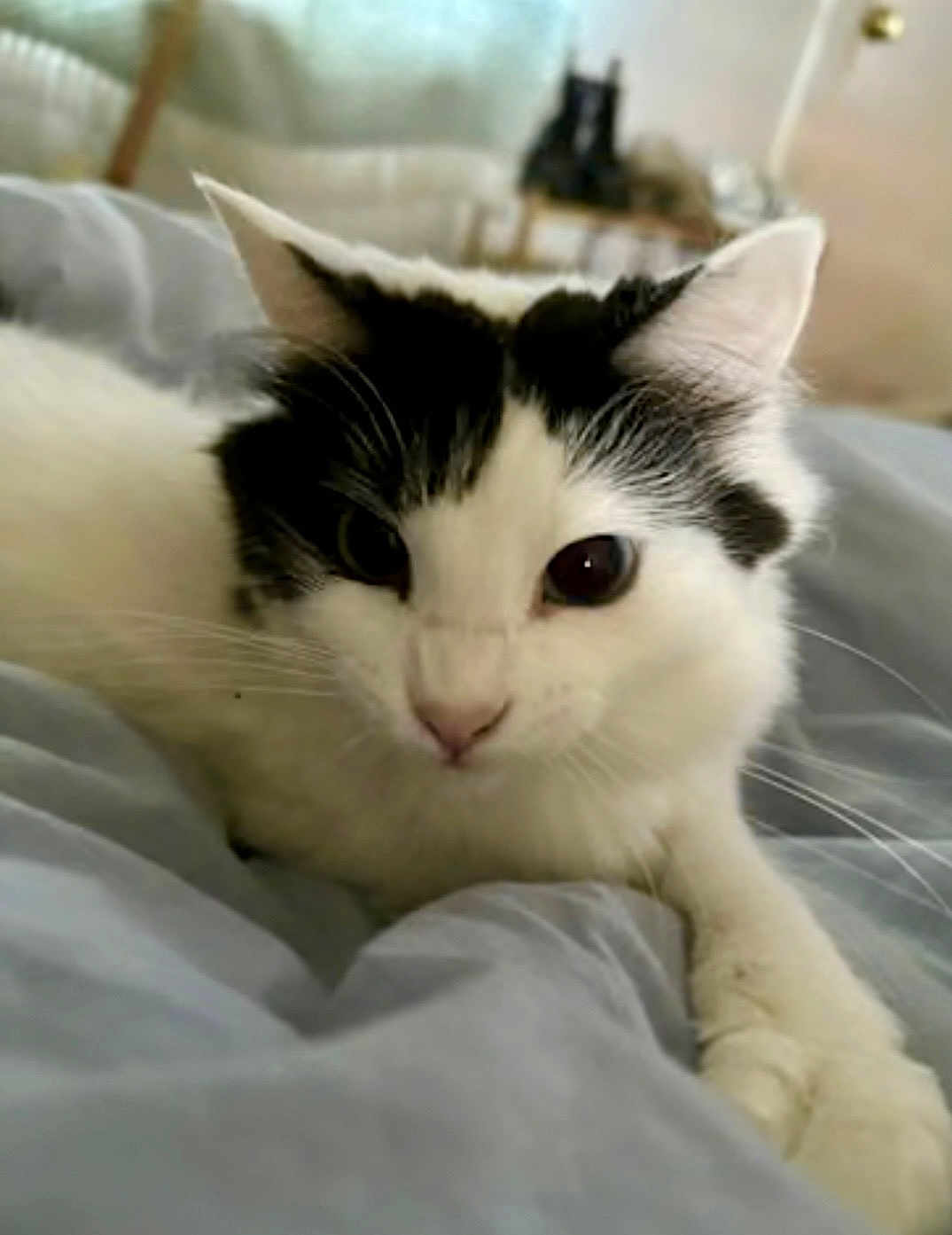 Lyla joined the competition — help win amazing prizes! cat, feline, pet, close_up, portrait, white_cat, black_patches, whiskers, ears, paw, bed, blanket, bedding, indoor, cozy, fur, big_eyes, looking_at_camera, soft_light, home_interior