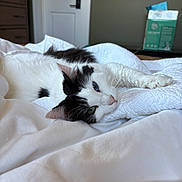 Lyla is registered to the contest to win money with this photo: cat, black_and_white_cat, blue_eye, green_eye, bed, blanket, white_bedding, cozy, indoor, bedroom, door, dresser, television, tissue_box, box, whiskers, fur, closeup, pet, relaxing
