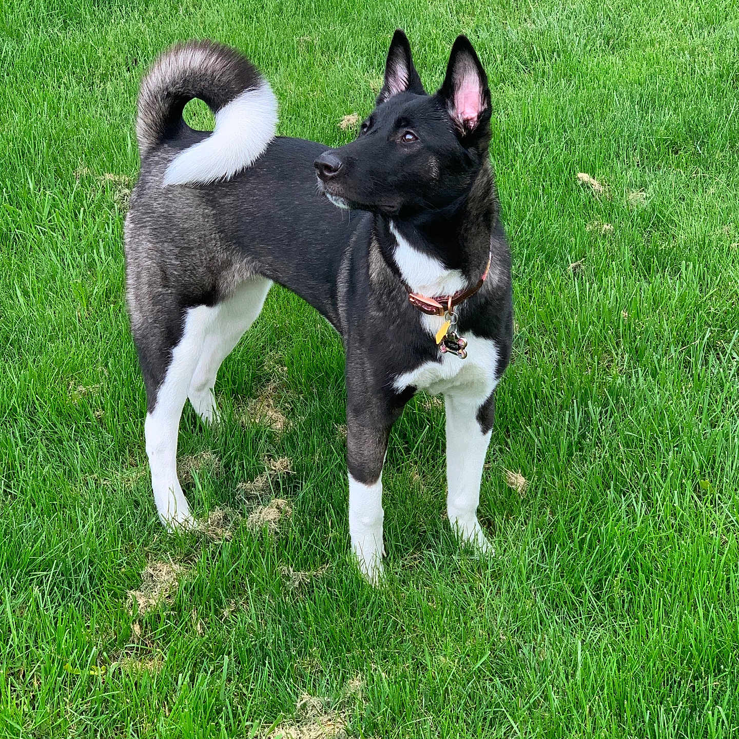 Nala joined the competition — help win amazing prizes! dog, canine, grass, outdoor, pet, animal, collar, black_and_white, curled_tail, alert, standing, fur, ears, nature, summer, yard, domestic_animal, mammal, greenery, playful
