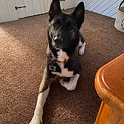 Nala is registered to the contest to win money with this photo: dog, indoor, carpet, brown, white, wooden_table, relaxed, pet, collar, tag, ears_up, paw, floor, furniture, loyal, canine, house, resting, animal, companion