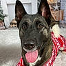 dog, canine, pet, sweater, red, white, holiday, christmas, festive, tongue_out, fur, ears, nose, indoor, rug, fireplace, decorations, wood, cozy, smiling