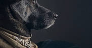 Nala joined the competition — help win amazing prizes! dog, bandana, bed, blanket, indoor, pet, side_profile, cozy, resting, canine, watching_tv, dark_background, fur, animal, domestic_animal, comfort, relaxed, portrait, side_view, companion