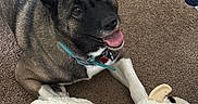 Nala joined the competition — help win amazing prizes! animal, brown, canine, carpet, collar, cute, dog, domestic_animal, ears, fur, happy, indoor, lying_down, pet, playful, sheep_toy, smiling, stuffed_toy, tongue_out, toy