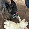 Nala joined the competition — help win amazing prizes! dog, canine, pet, indoor, carpet, stuffed_toy, sheep_toy, happy, playful, animal, fur, collar, tongue_out, ears, lying_down, smiling, domestic_animal, cute, toy, brown