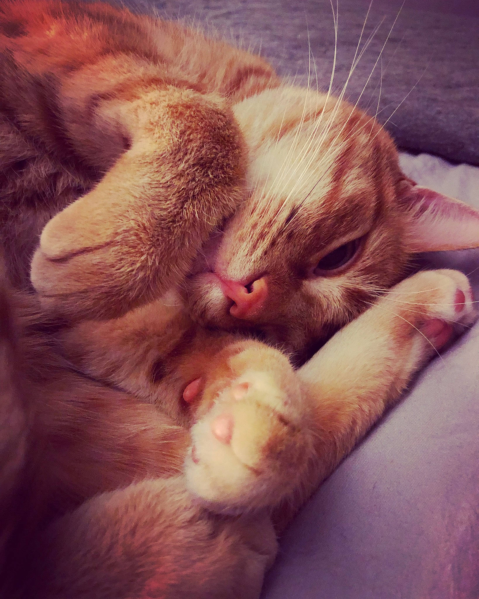 Rafa is registered to the contest to win money with this photo: carnivore, cat, close_up, cloud, comfort, ear, fawn, felidae, foot, gesture, leg, morning, nail, nose, paw, sky, small_to_medium_sized_cats, snout, tail, whiskers