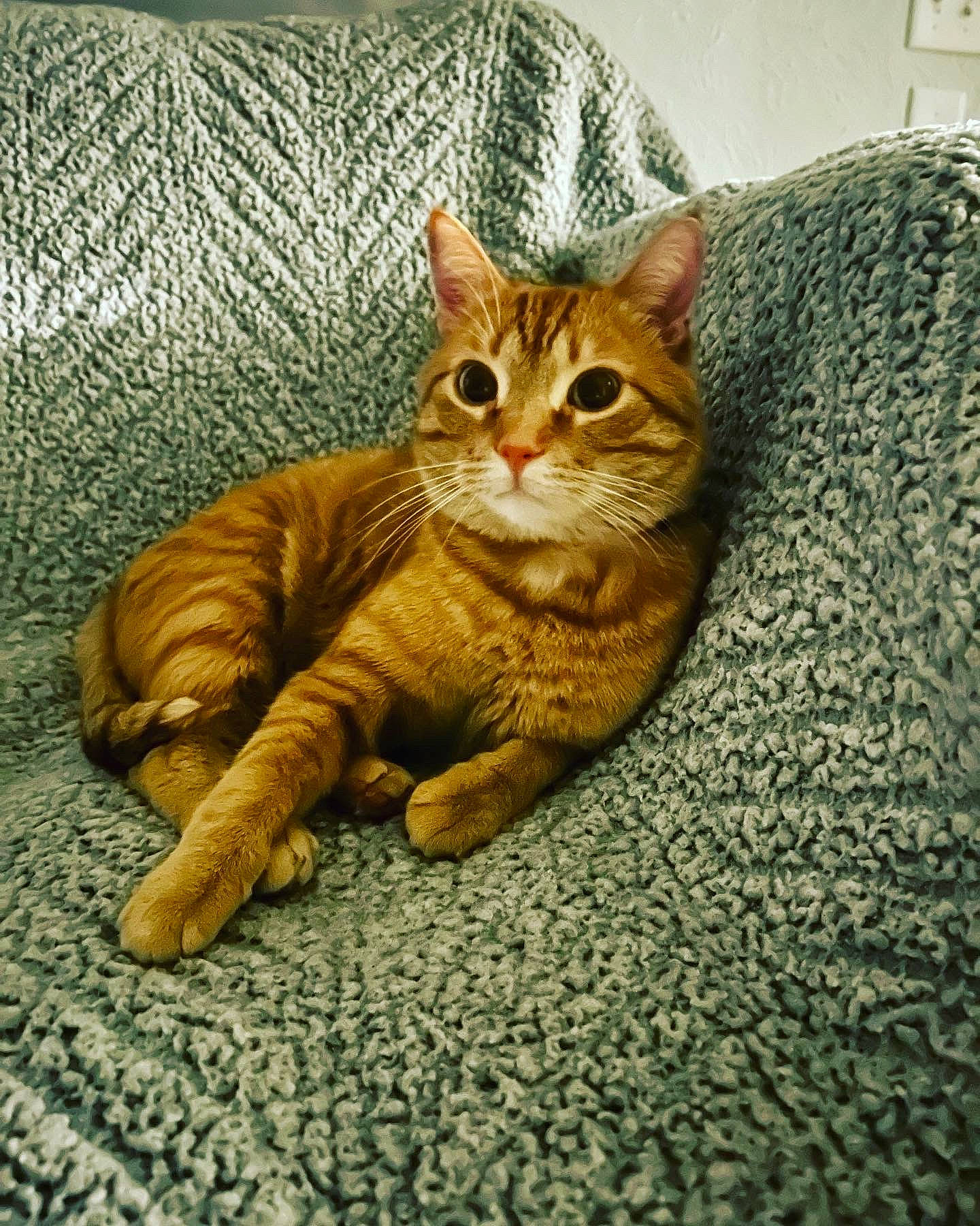 Rafa joined the competition — help win amazing prizes! carnivore, cat, claw, comfort, domestic_short_haired_cat, door, eye, fawn, felidae, flooring, foot, fur, paw, sitting, small_to_medium_sized_cats, snout, tail, terrestrial_animal, whiskers, wildlife