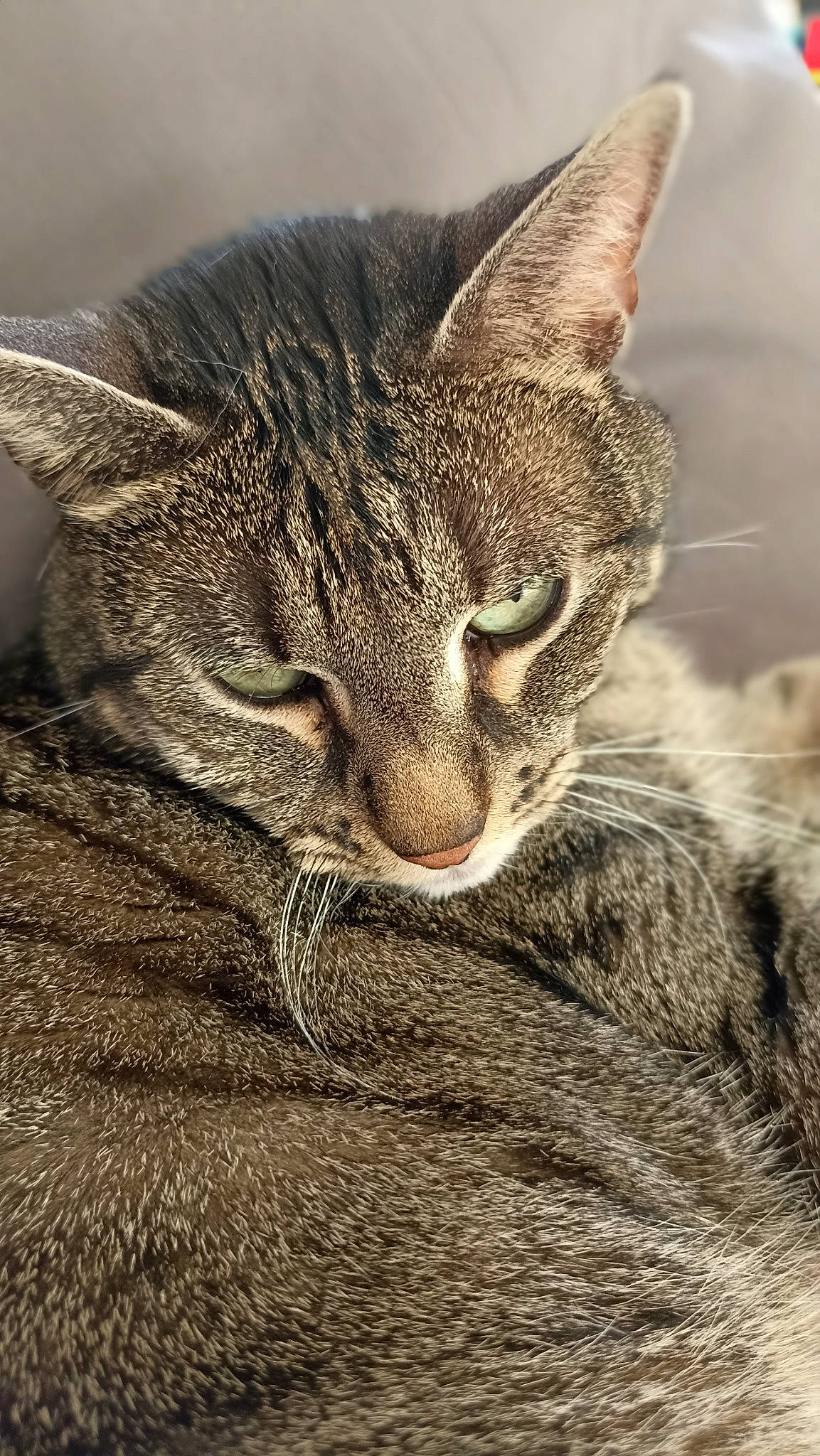 O Malley a rejoint le concours — aidez-le/la à gagner de superbes lots ! carnivore, cat, domestic_short_haired_cat, ear, eye, felidae, fur, grey, paw, sitting, small_to_medium_sized_cats, snout, terrestrial_animal, tree, whiskers, wildlife