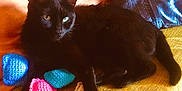 Rougaille Saucisse a rejoint le concours — aidez-le/la à gagner de superbes lots ! black_cat, cat, knitted_toys, colorful_toys, blue_cushion, yellow_surface, indoor, pet, feline, relaxed, cozy, soft_lighting, close_up, domestic_animal, resting, cute, playful, textured_surface, animal, fur