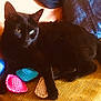 black_cat, cat, knitted_toys, colorful_toys, blue_cushion, yellow_surface, indoor, pet, feline, relaxed, cozy, soft_lighting, close_up, domestic_animal, resting, cute, playful, textured_surface, animal, fur